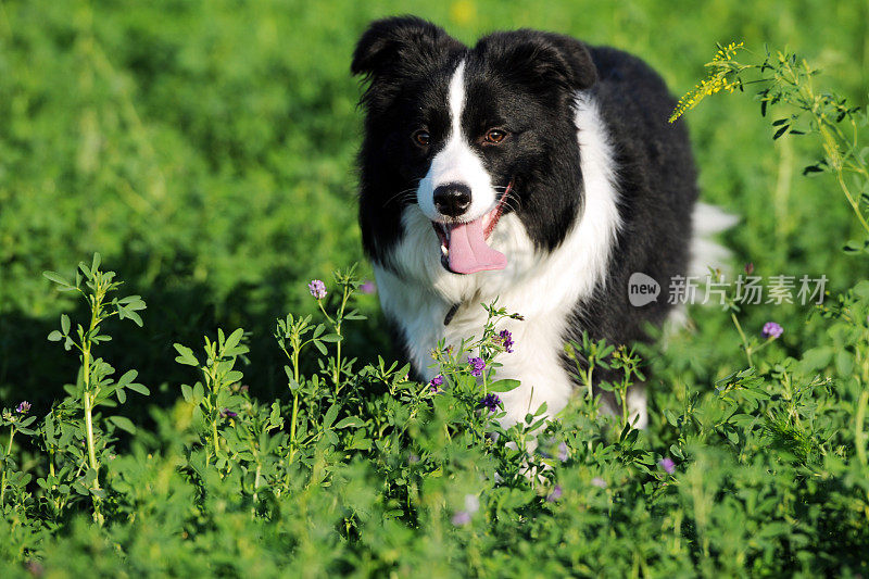 边境牧羊犬，聪明的牧羊犬- Xlarge